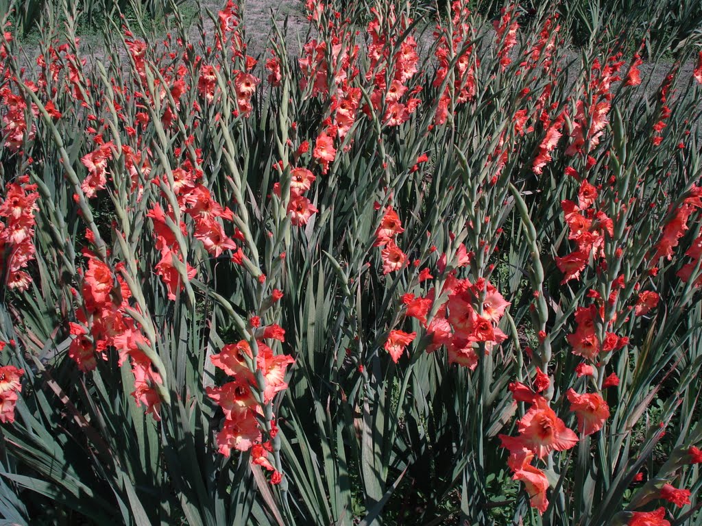 GLADIOLUS FIELD  in botanical garden of lucknow.