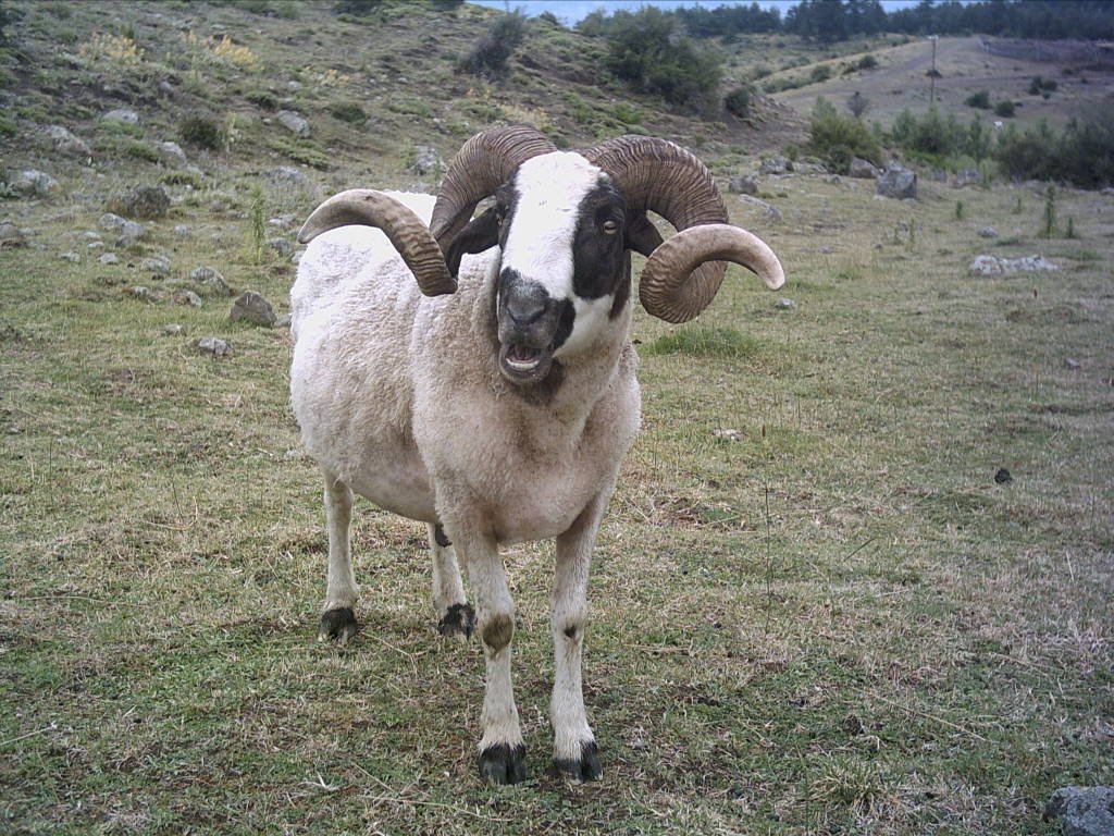 Yıldıray