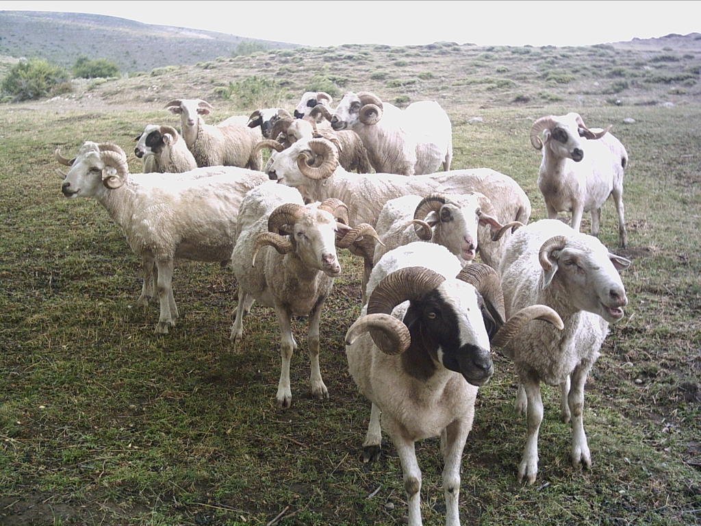 Yıldıray ve Arkadaşları