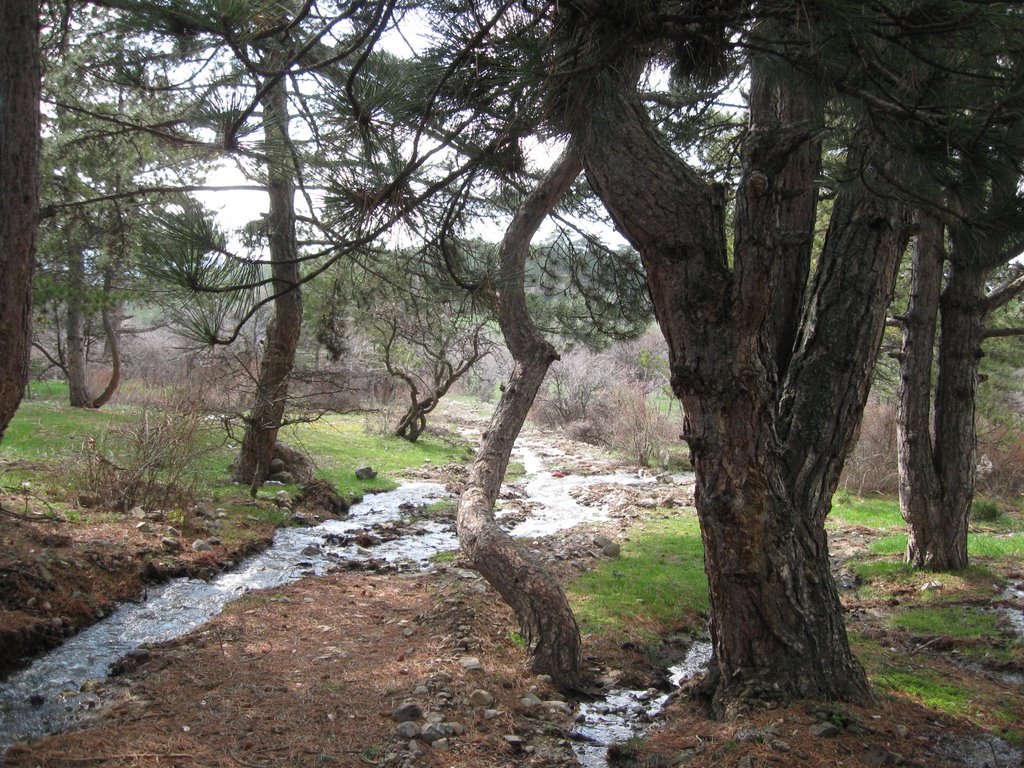 The water is going between trees. İt wants to find the sea