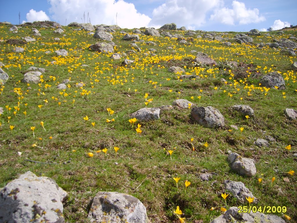 çiğdemler