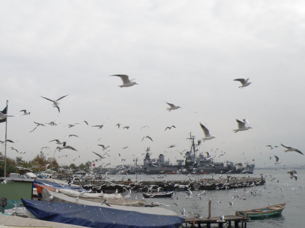 Birds in jetty *©Abdullah Kiyga