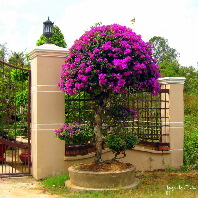 Hoa giấy
