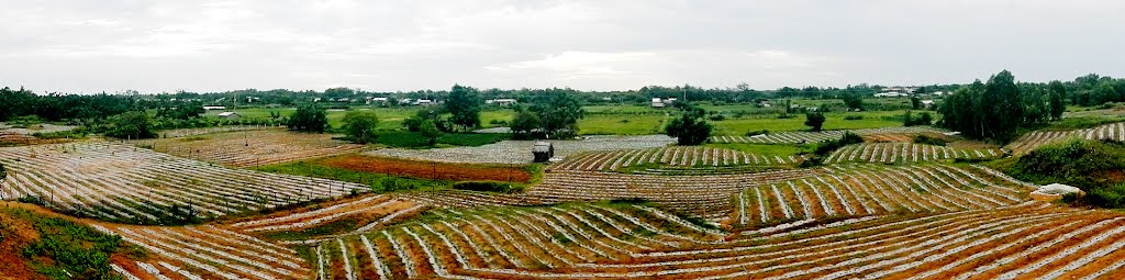 Rẫy