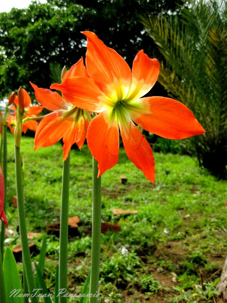 Flower - NT