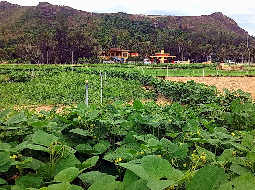 Màu xanh dưới chân núi lửa cổ - Farm produce beneath an ancient volcano on the island. If you look up at the top, which is ancient crater