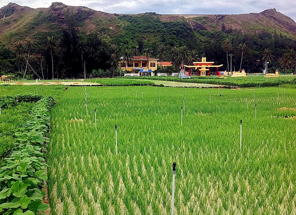 Màu xanh trên đảo (phía trên là miệng núi lửa cổ) - Crops of residents on the island. If you look up at the top, which is ancient crater