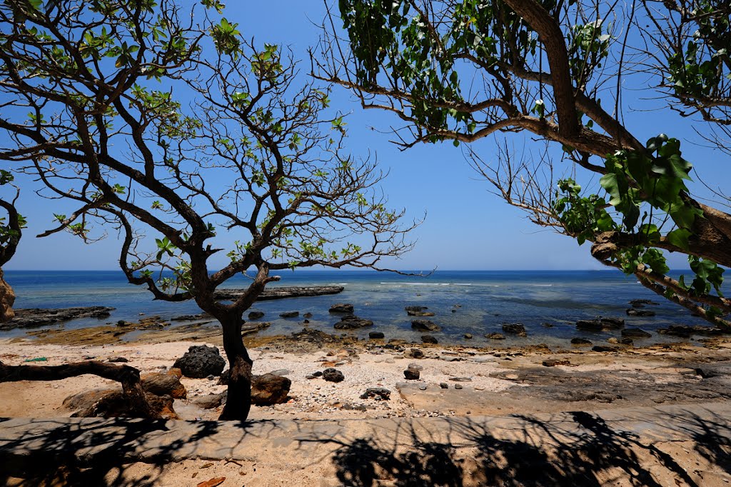 Cây phong ba trước biển
