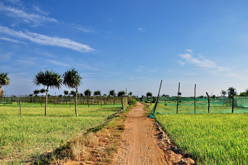 Garlic &Onion Fields - Cánh đồng Tỏi và Hành