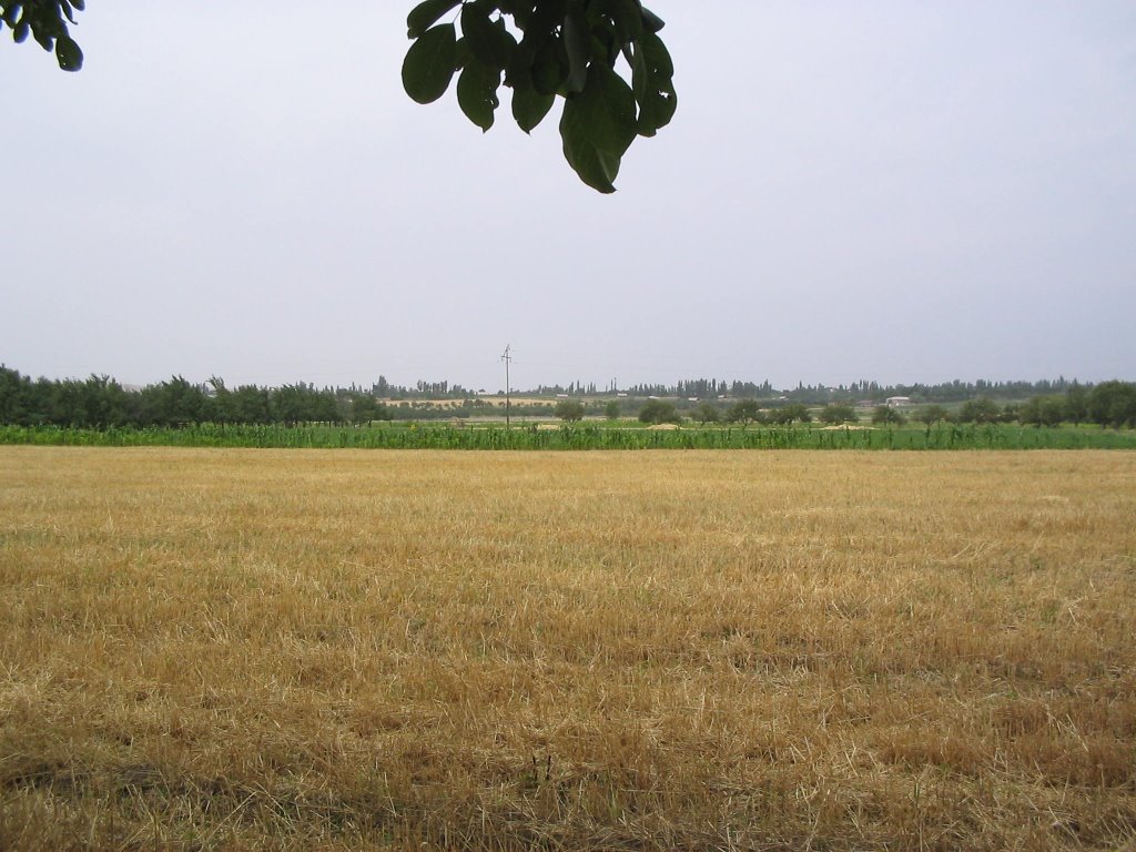 Kosonsoy