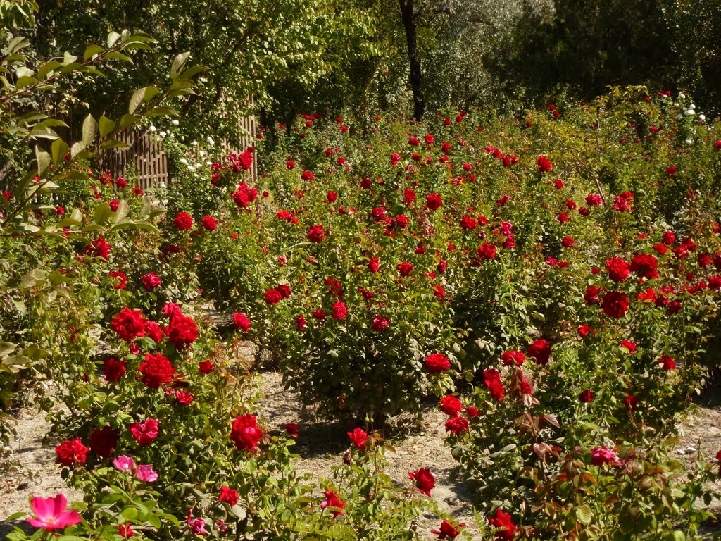 Roses from Buhara for SVETA