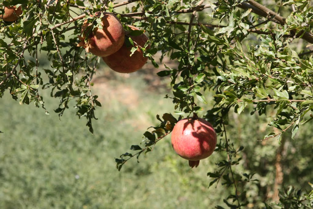 Pomegranate tree.