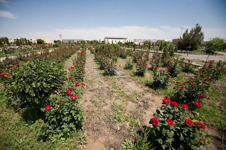 Roses