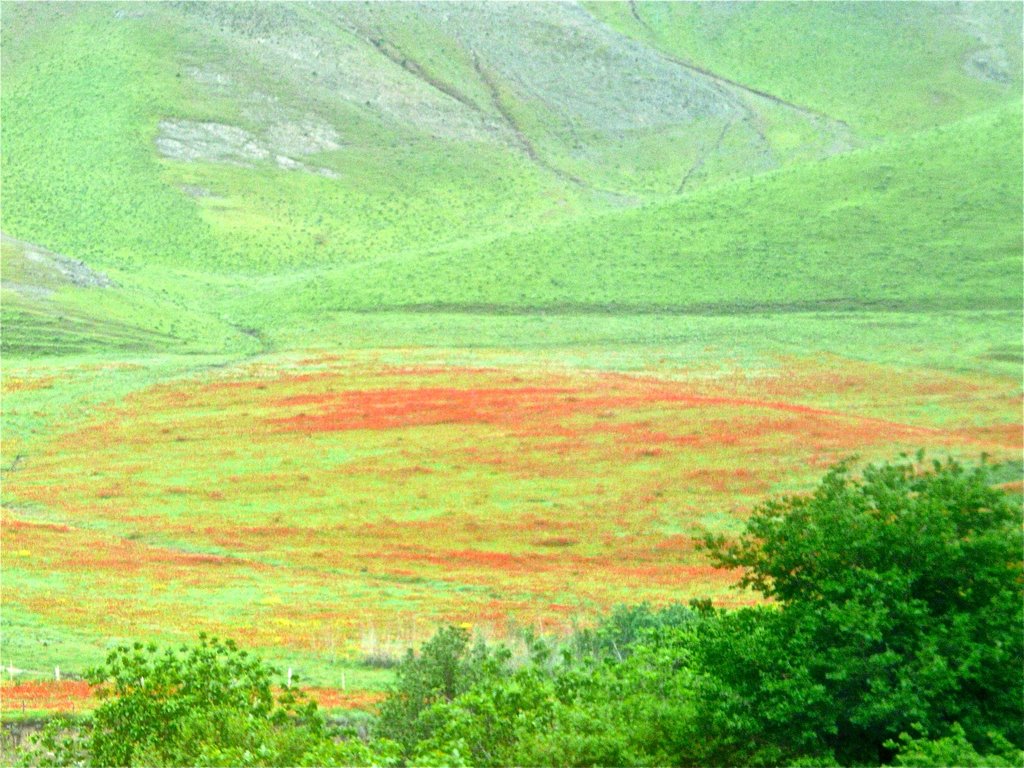 Aux environs des Portes de Tamerlan, champs de coquelicots