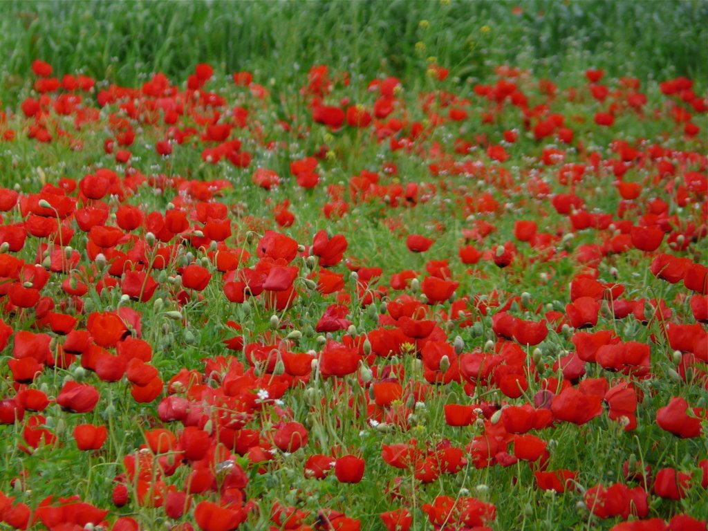 Ouzbékistan au printemps, champs de coquelicots