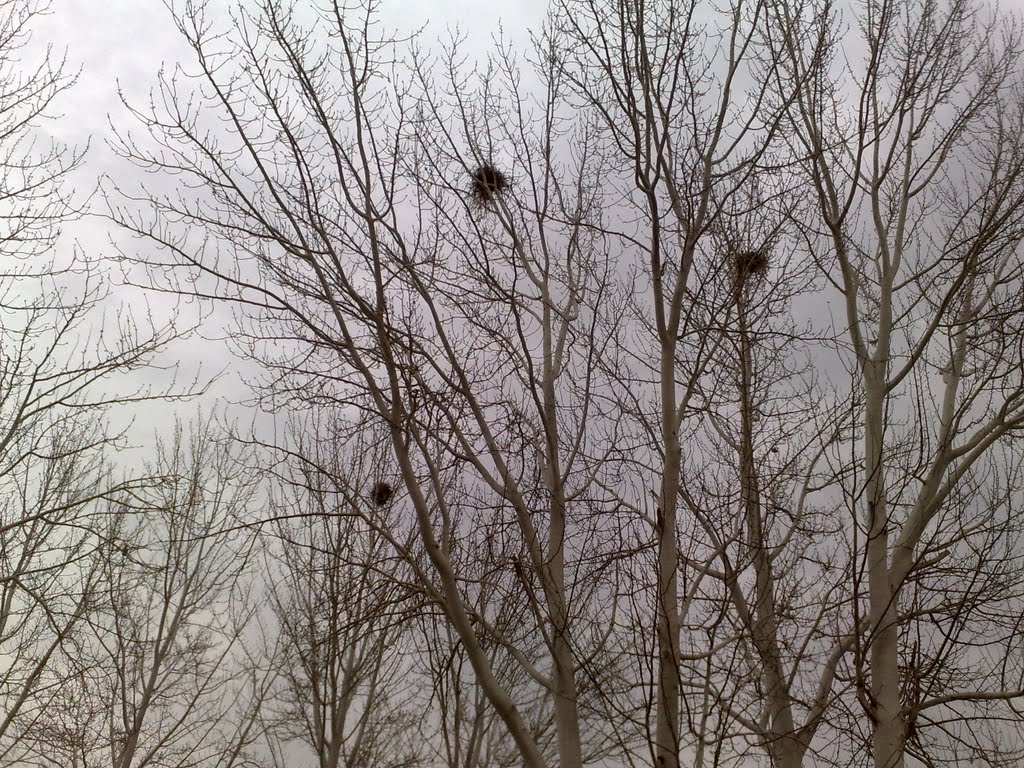 2010.12.14_Kungrad