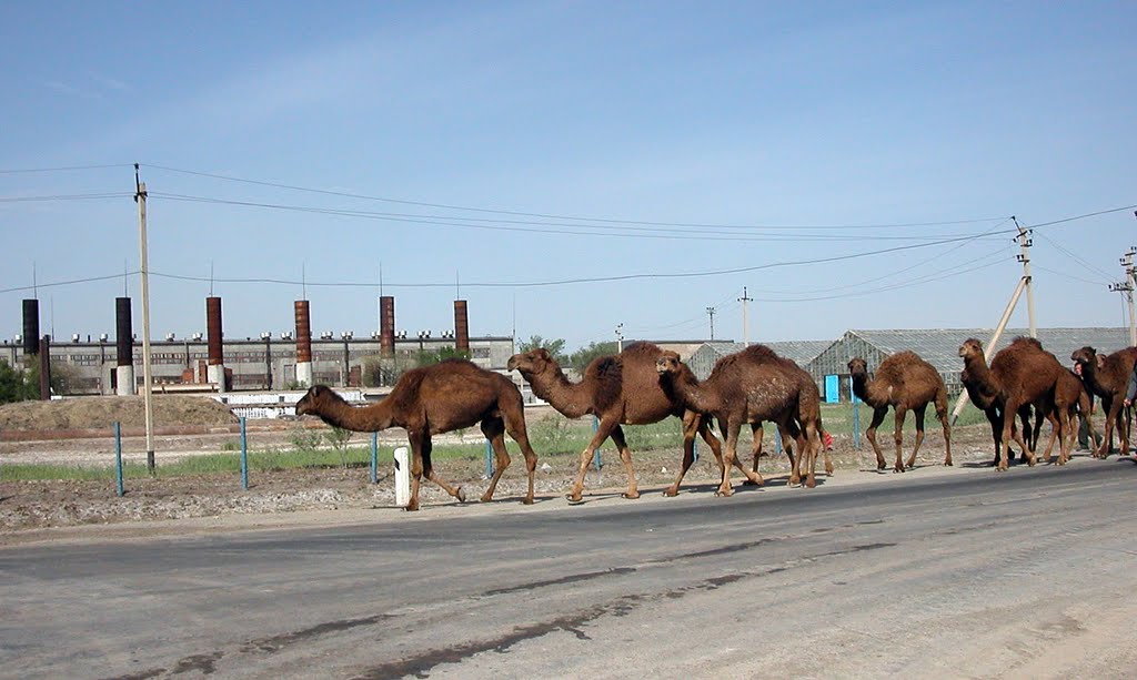 Camels on the road