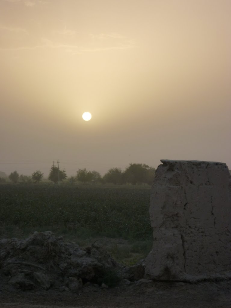 Sun over cotton field