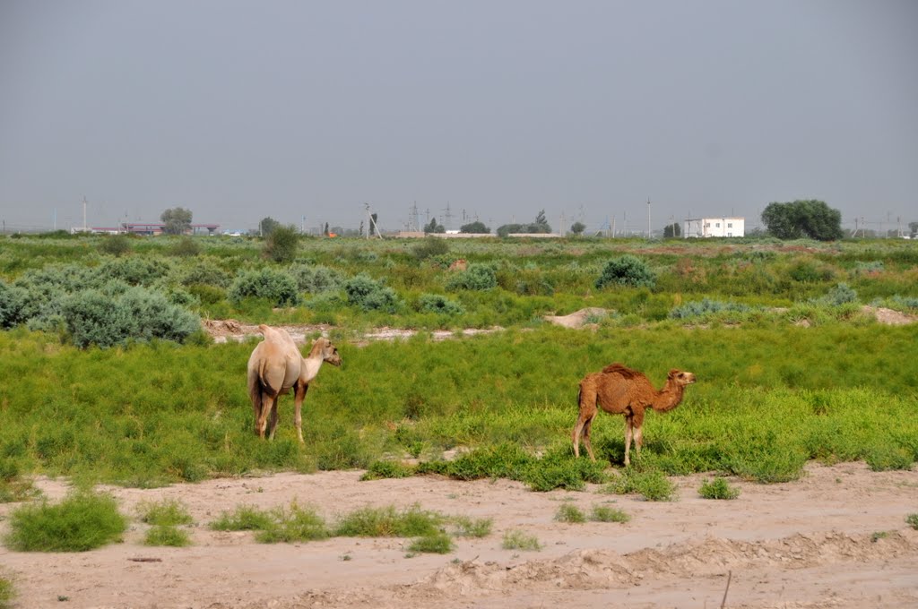 Around Muynak in Republic of Karakalpakstan, Uzbekistan.