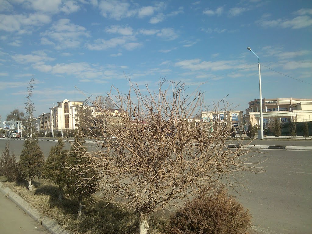 Ozbekiston kochasi