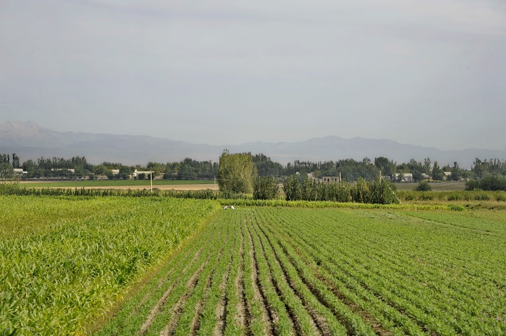 乌兹别克撒马尔罕-布哈拉途中,on the way from Samarkand to Bukhara,UZB