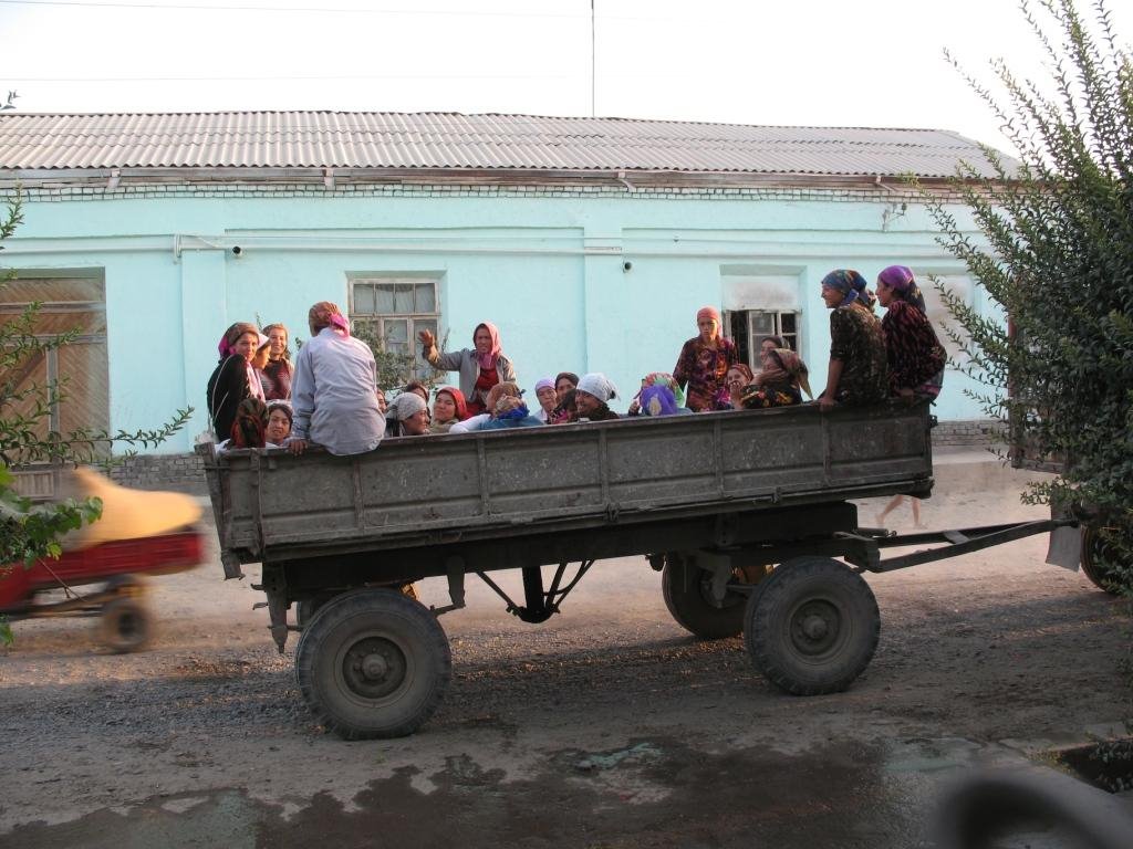 сборщиц хлопка везут с поля
