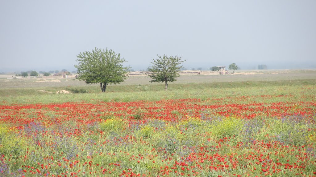 Champ de coquelicots - Samarkand District
