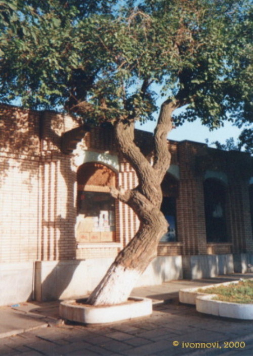 Twirling Tree near the Bazaar / Skręcone drzewo przy bazarze