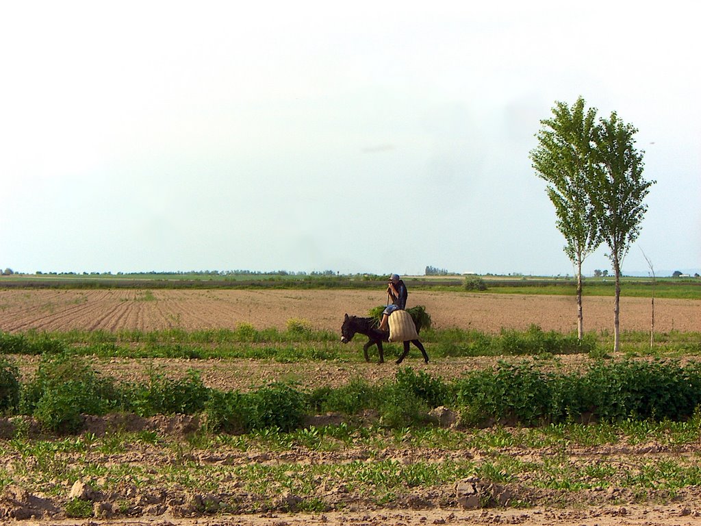 Le long de la route de Boukhara à Chakhrisabz, moyen de transport traditionnel