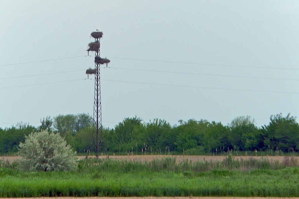 M 39 : transport délectricité ou refuge pour les cigognes ?  Thats the question.