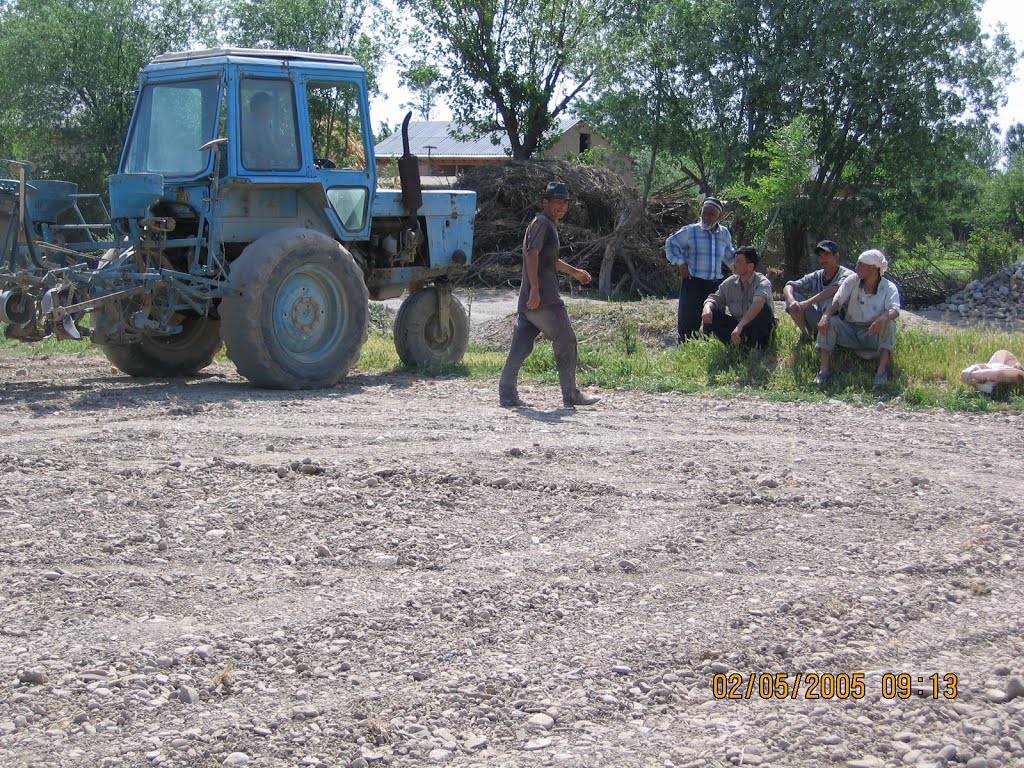 Посевы хлопка