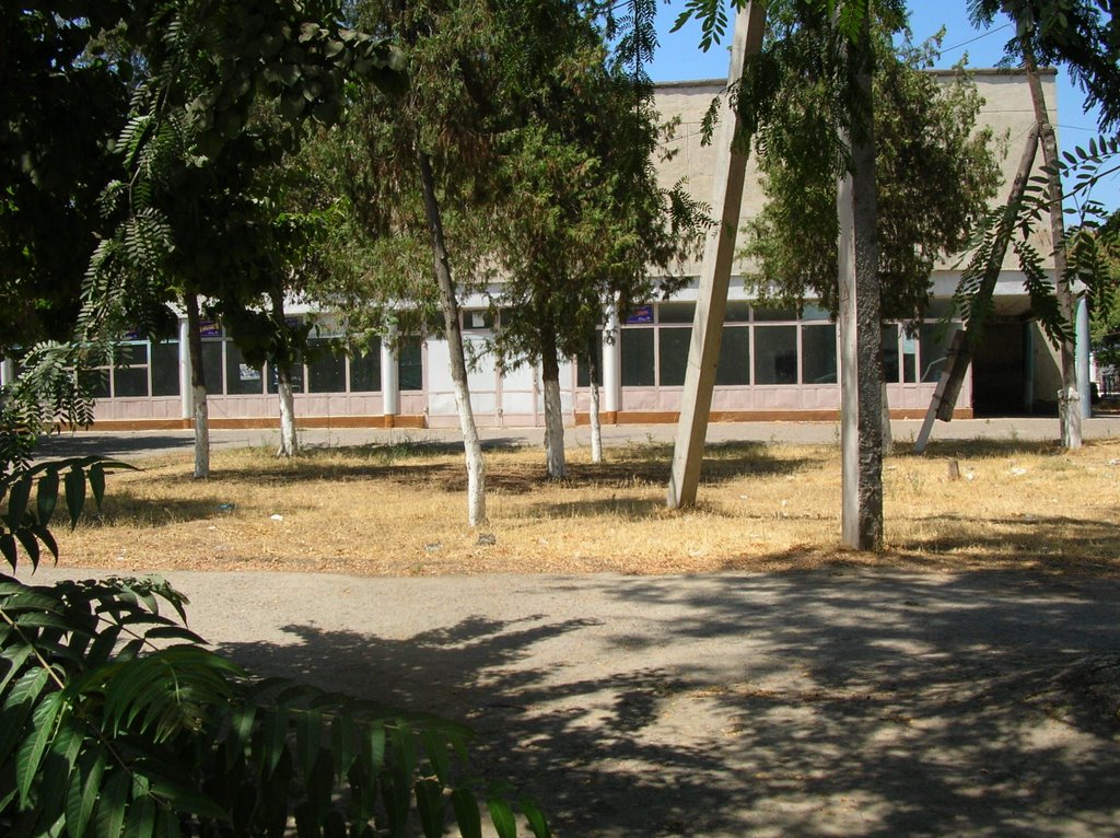 The Cinema