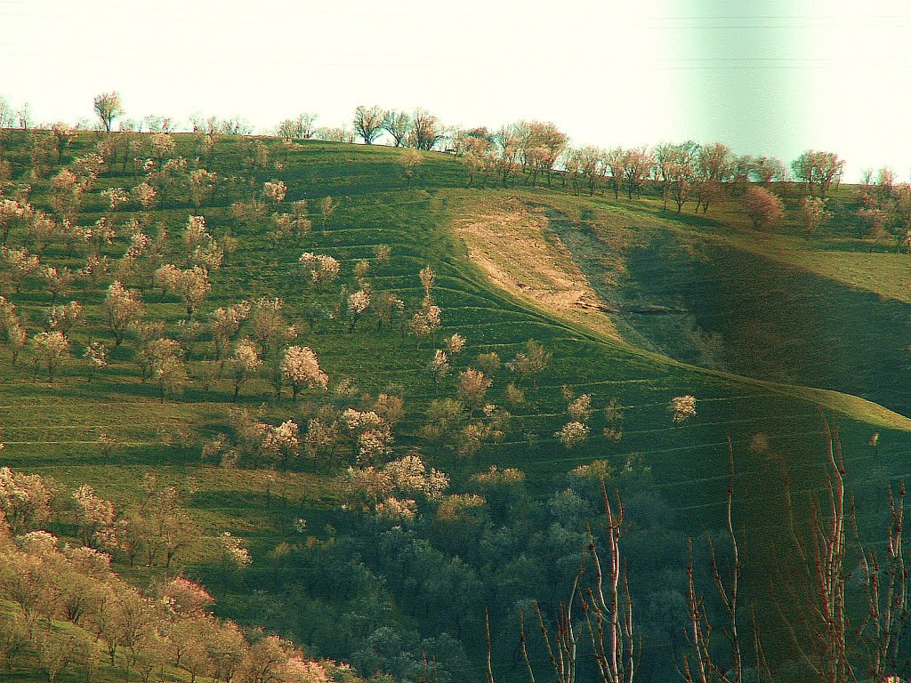 весна