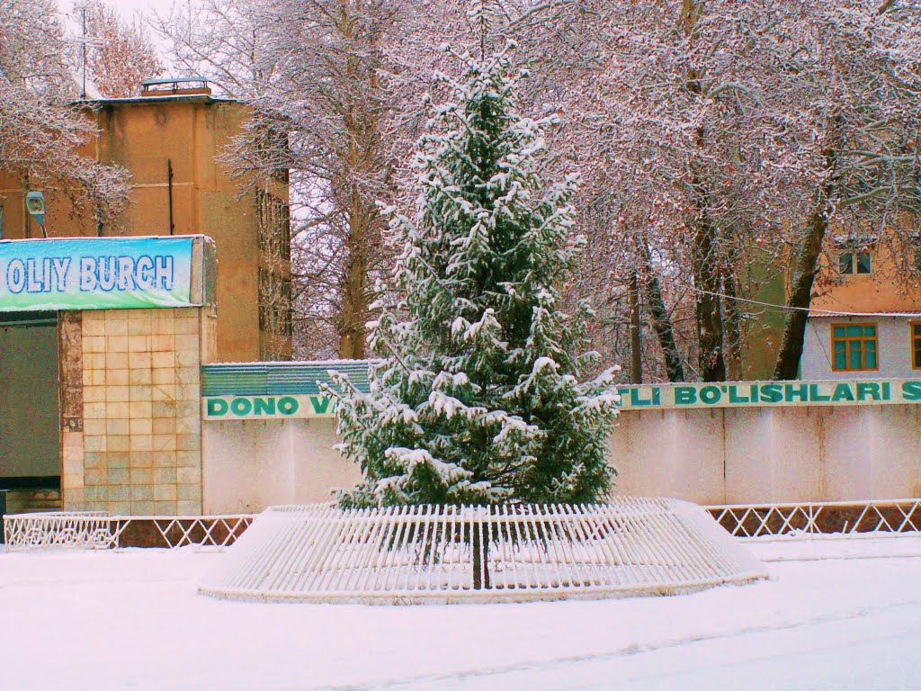 живая новогодняя елка
