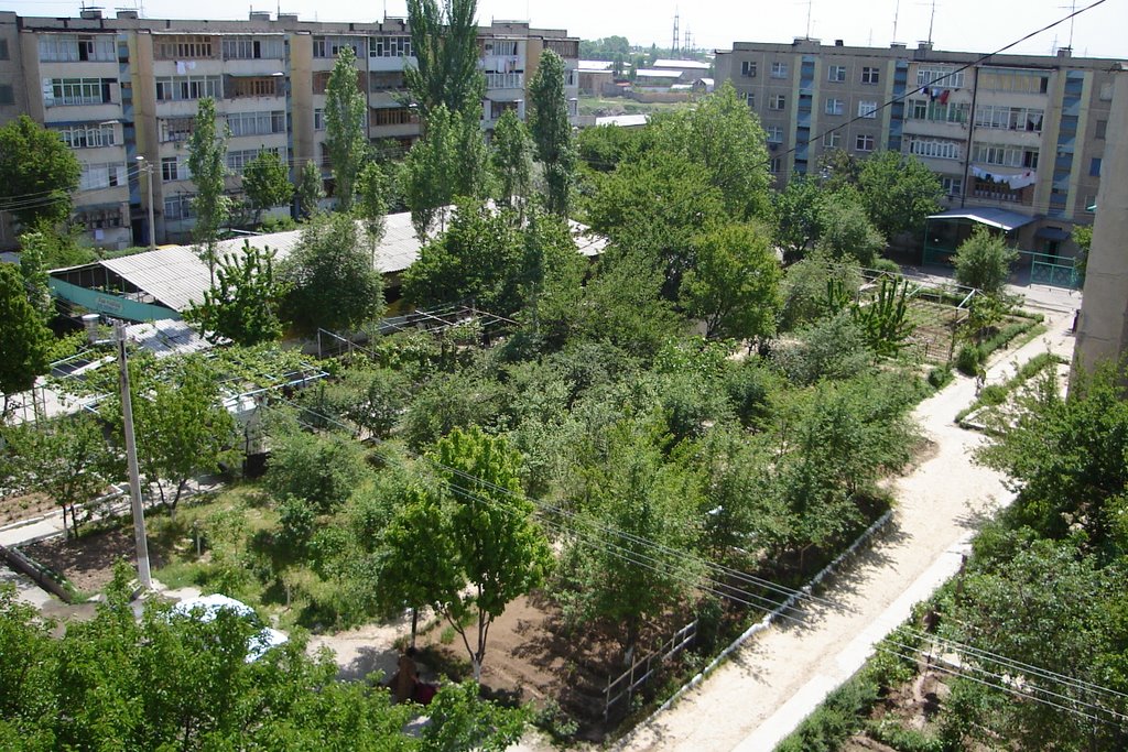 Ibn-Sino1