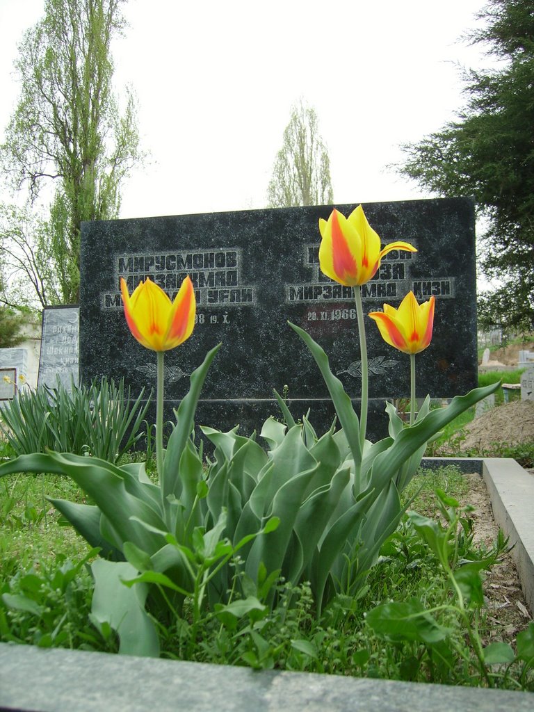 Fiori