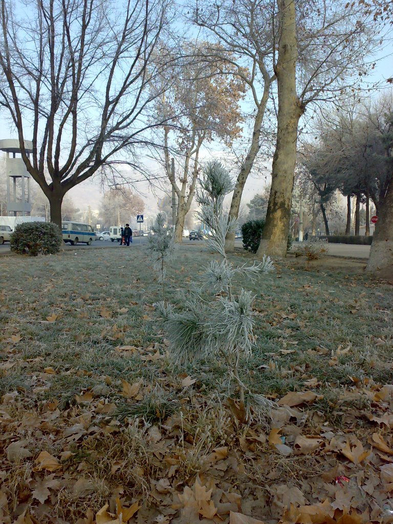 Frosty winter in Khujand - Морозная зима в Худжанде