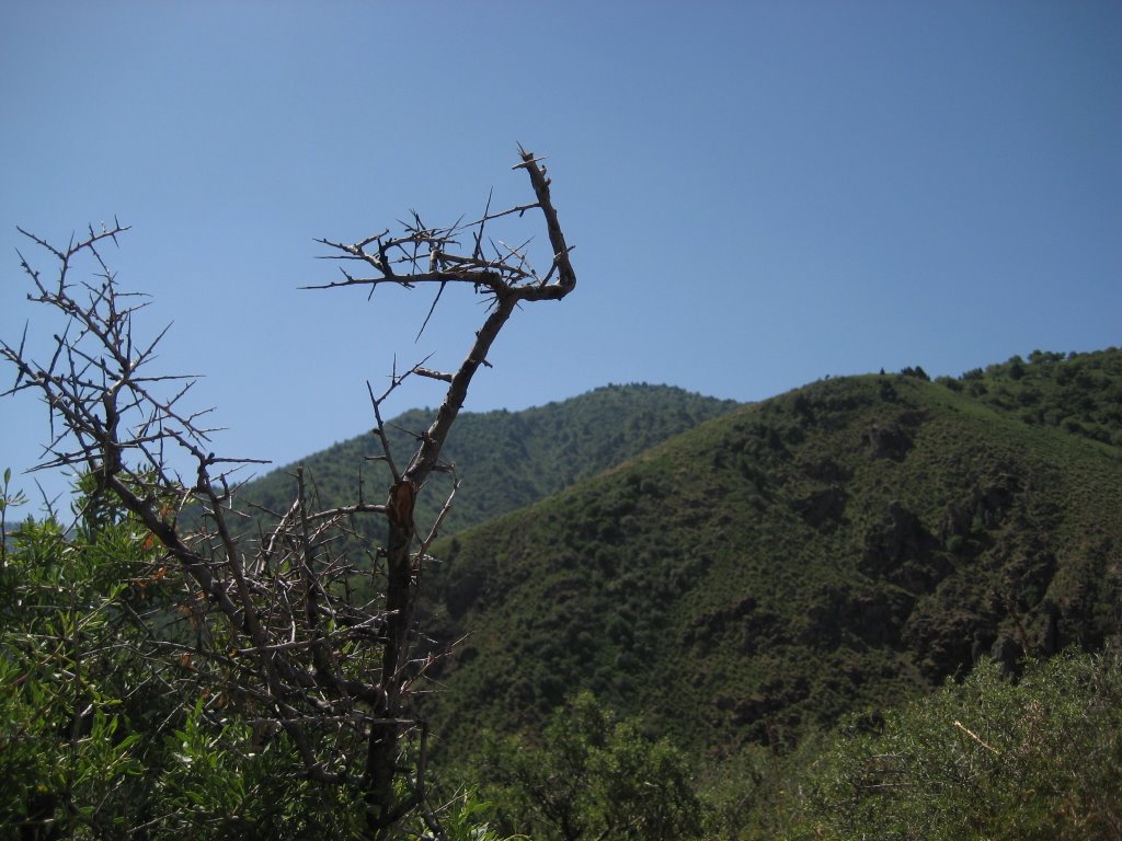 chatkal