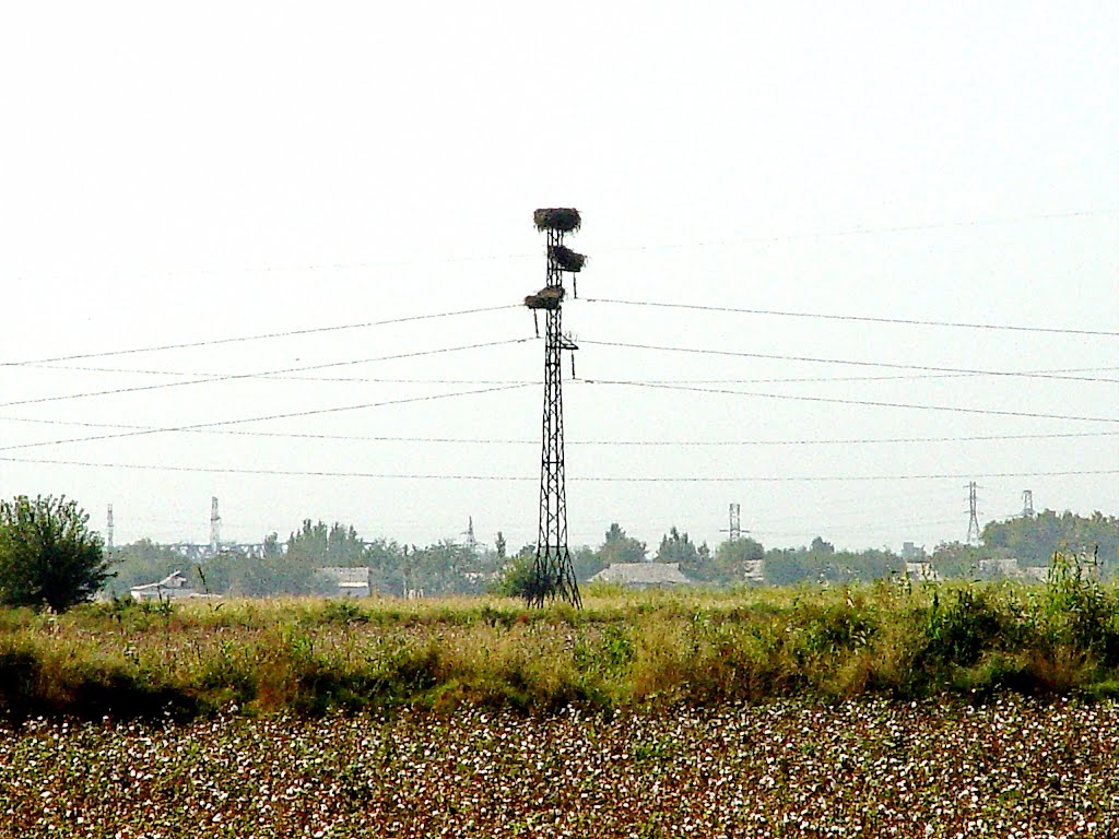 Сырдарьинская обл., гнезда на ЛЭП