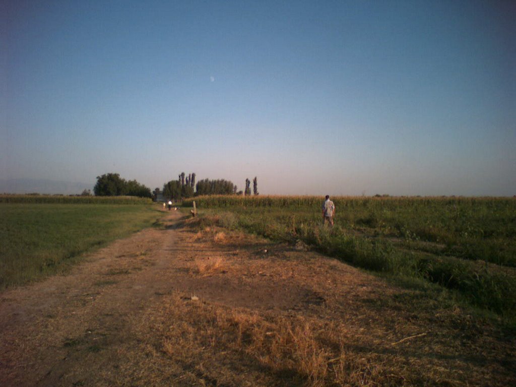 в поле