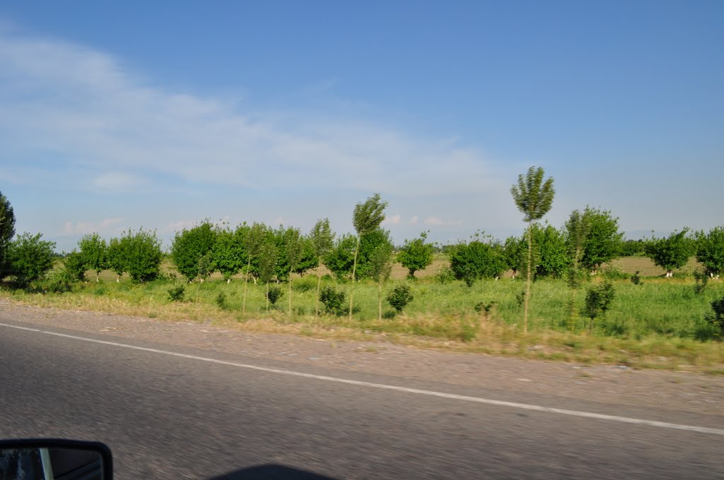 on the way to Tashkent Mountains May 2010
