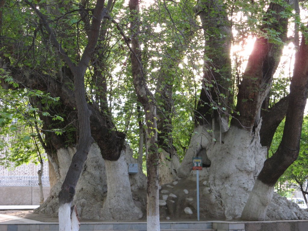 Vodil - the oldest and biggest tree in Uzbekistan