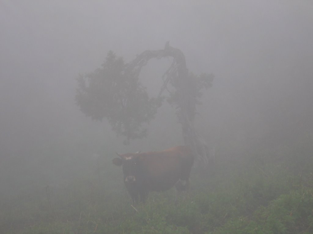 Shait, fog
