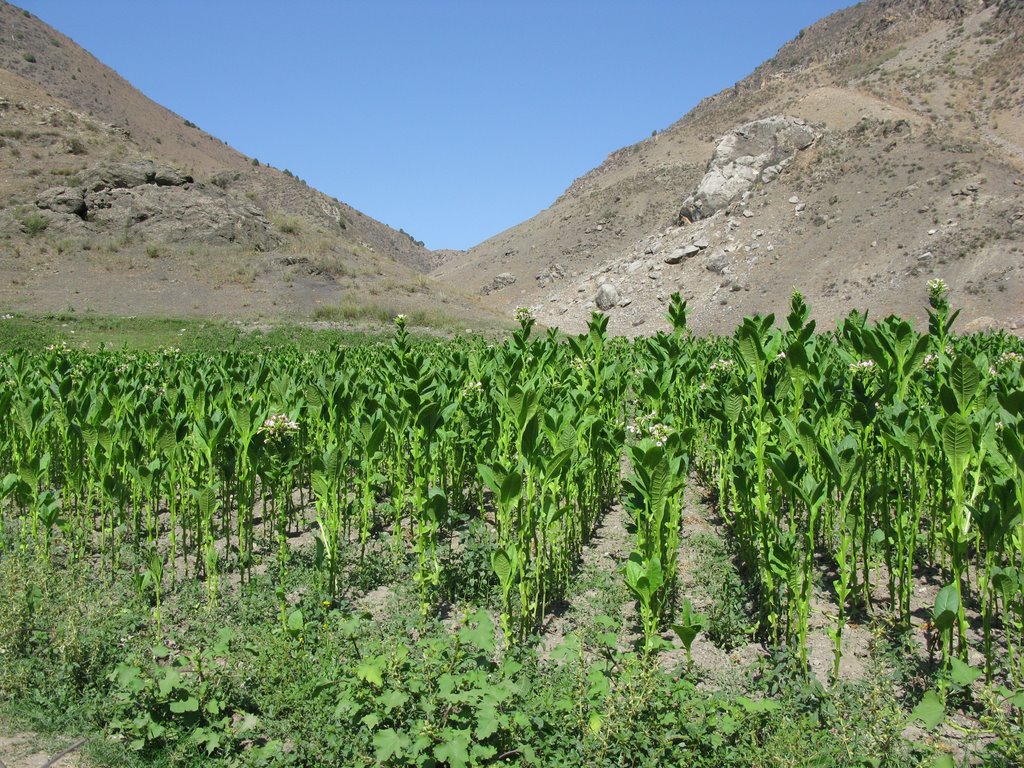 Chilesay, tobacco plantation