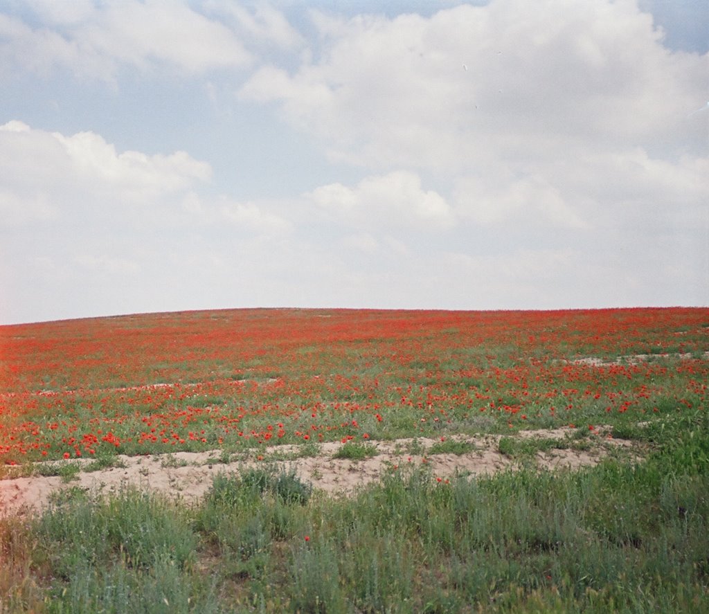 Kyzyl-Kiya, road to Abshir, spring, poppy