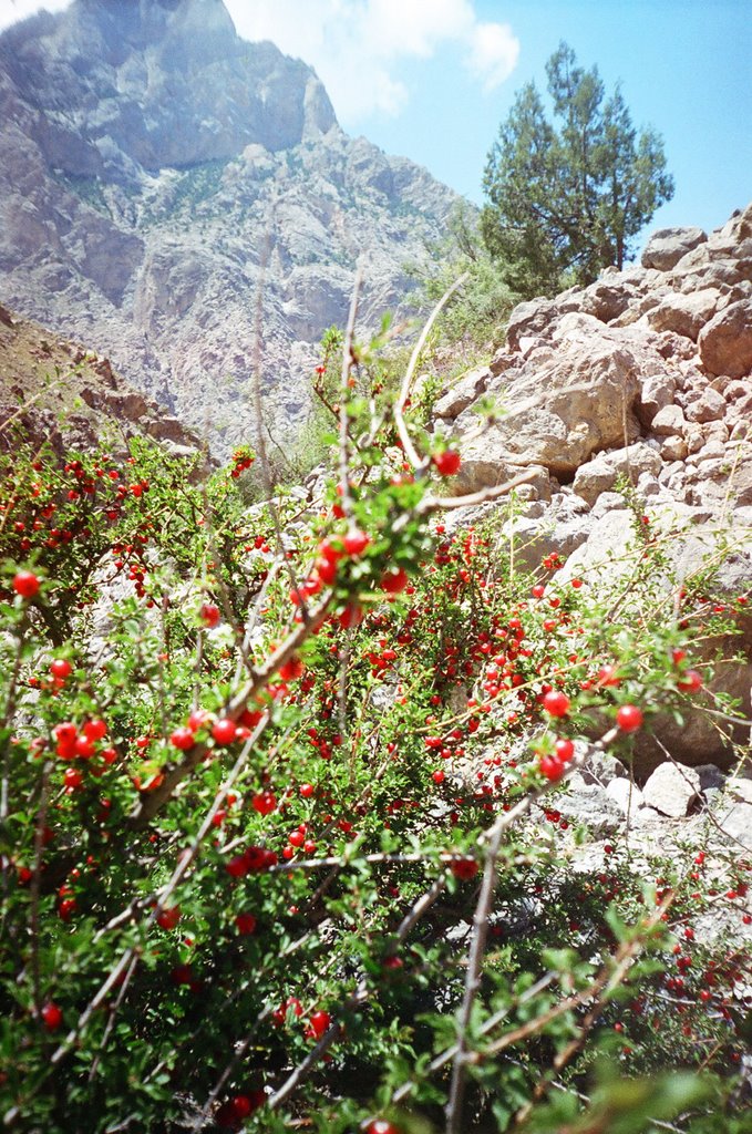 Gadzir, dwarf cherry