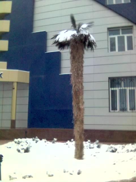 Пальма