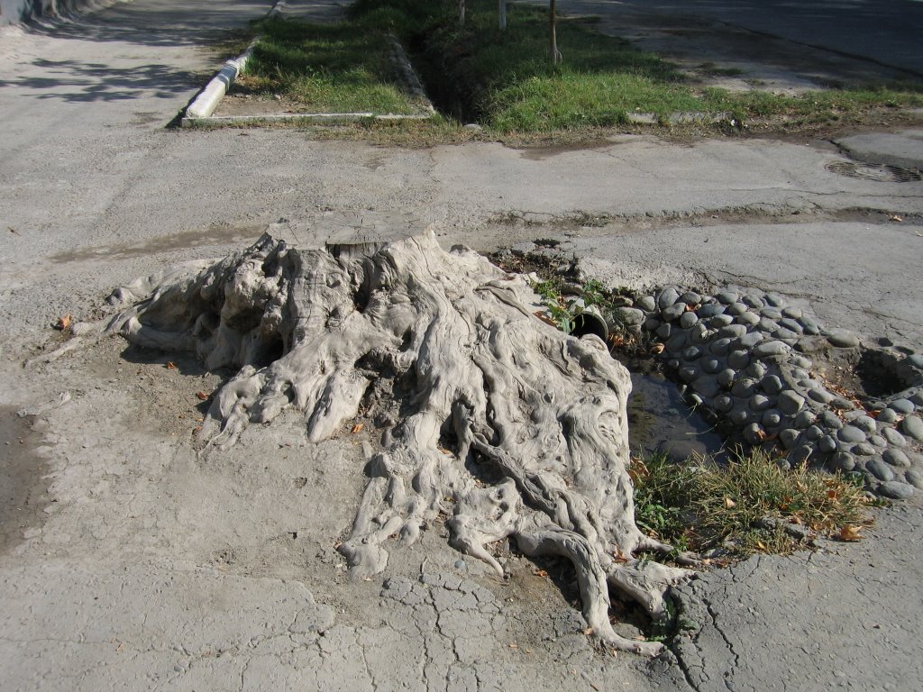 Ferghana, street, plane tree stump
