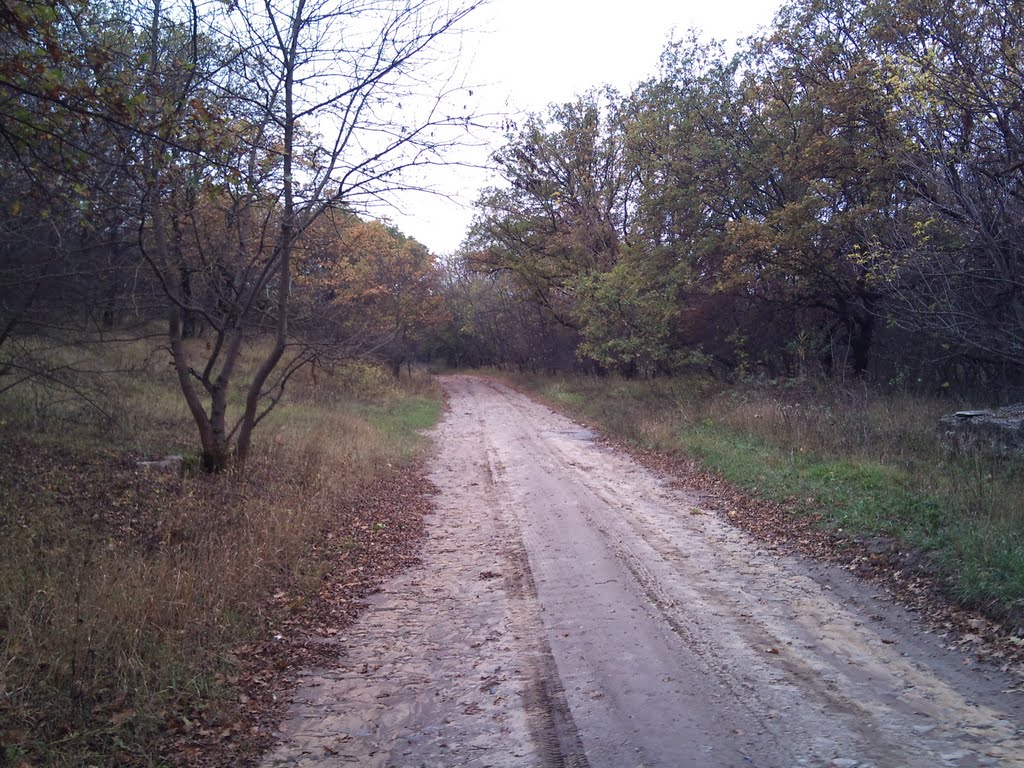 Лесная дорога