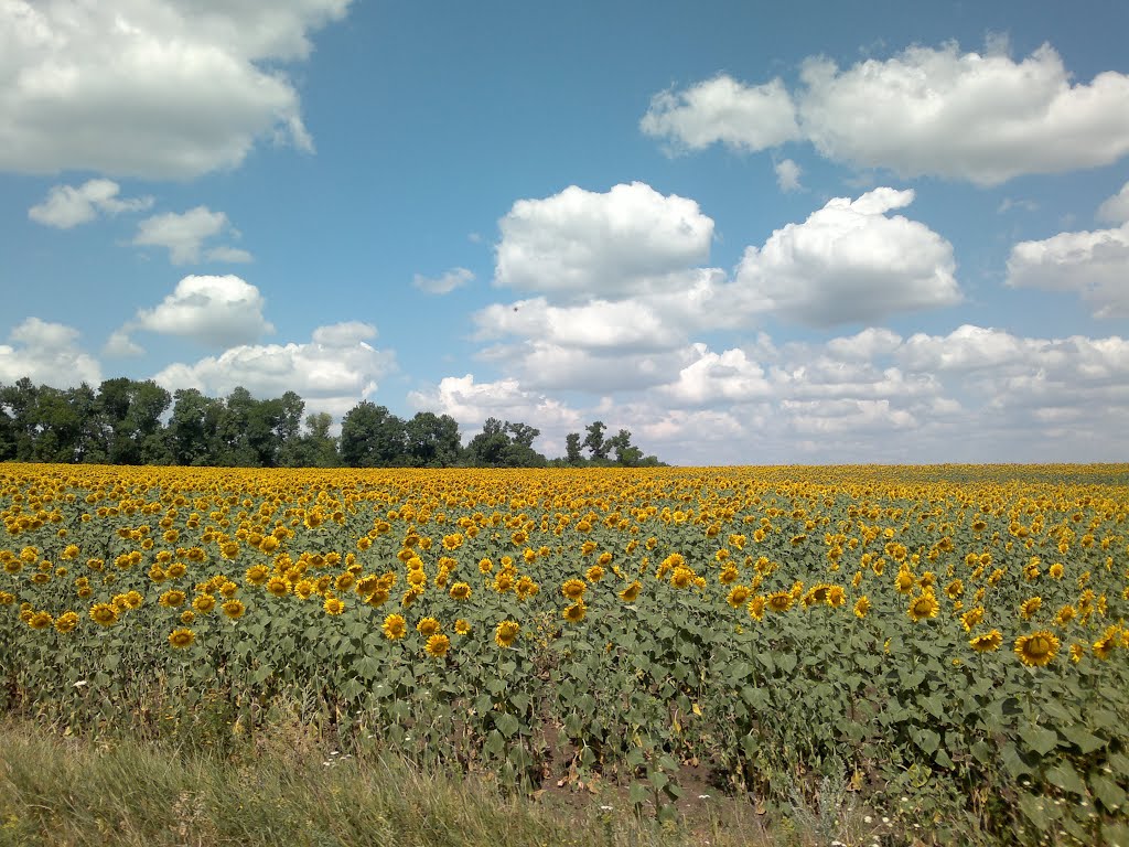 Подсолнухи 18.07.2013